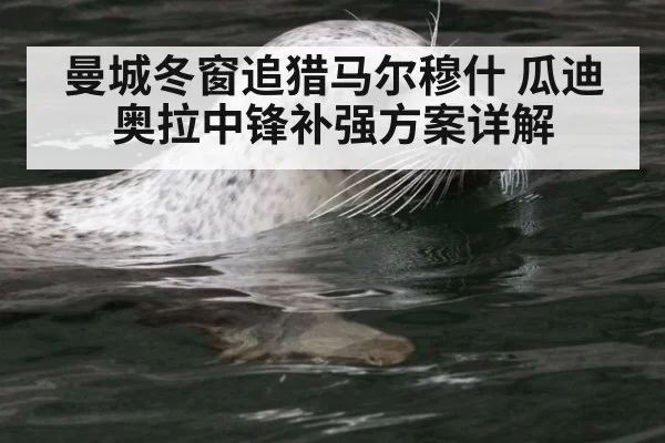 曼城冬窗追猎马尔穆什 瓜迪奥拉中锋补强方案详解